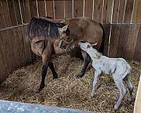 hairy-rocky-mountain-horse