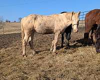 stud-colt-rocky-mountain-horse