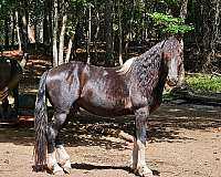 ish-friesian-horse