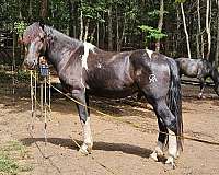 kisses-friesian-horse