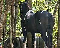 ladies-friesian-horse