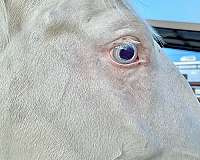 blue-eyes-paint-horse