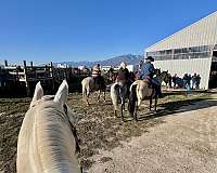 cattle-sorting-paint-horse