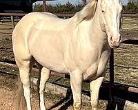 cremello-paint-horse