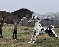 big-buckskin-tennessee-walking-horse