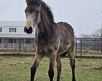 flashy-color-tennessee-walking-horse