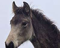 big-buckskin-horse