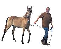 big-buckskin-tennessee-walking-horse