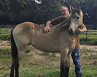 flashy-color-tennessee-walking-horse