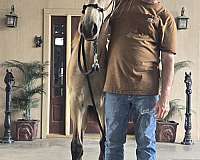 big-buckskin-horse