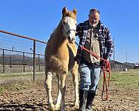 four-white-socks-tennessee-walking-horse