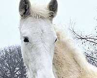 dark-eyes-tennessee-walking-horse