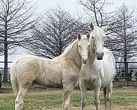 bright-tennessee-walking-horse