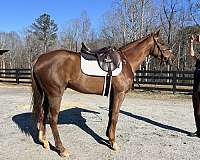 doing-well-gelding