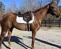 all-around-thoroughbred-horse