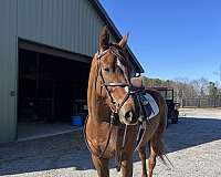 arena-thoroughbred-horse