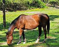 pasture-pal-gelding