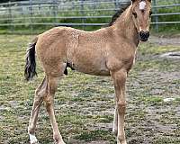 german-riding-pony-colt