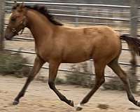 large-pony-colt