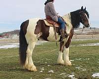 champ-gypsy-vanner-horse