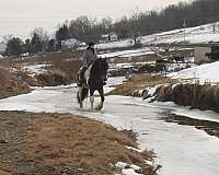 evening-gypsy-vanner-horse