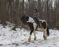 extremely-friendly-gypsy-vanner-horse