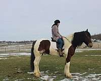 smile-gypsy-vanner-horse