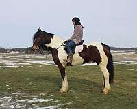 well-broke-to-ride-gypsy-vanner-horse