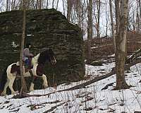 winnies-gypsy-vanner-horse