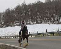 age-gypsy-vanner-horse