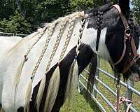 gypsy-vanner-mare