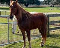 star-snip-flaxen-tail-horse