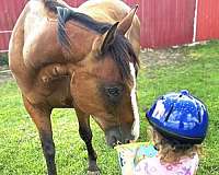 quarter-horse-gelding