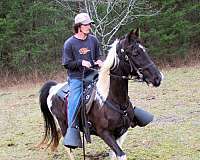 husband-hore-spotted-saddle-horse