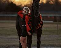 flashy-friesian-horse