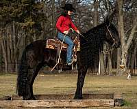 husband-safe-friesian-horse