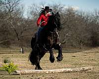 parade-friesian-horse