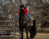 performance-friesian-horse