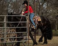 roping-friesian-horse