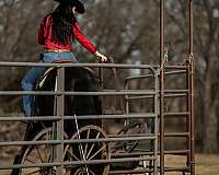 show-friesian-horse