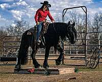 trail-riding-friesian-horse