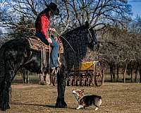 working-cattle-friesian-horse