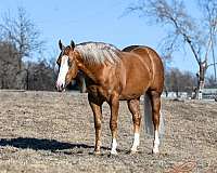 athletic-quarter-horse