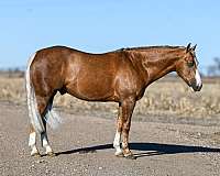 husband-safe-quarter-horse