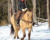 ranch-work-quarter-horse