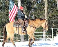 trail-riding-quarter-horse