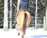 western-riding-quarter-horse