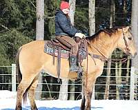 buckskin-quarter-horse-gelding