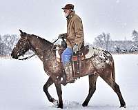 cowboy-mounted-shooting-walkaloosa-horse