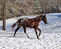 drill-team-walkaloosa-horse